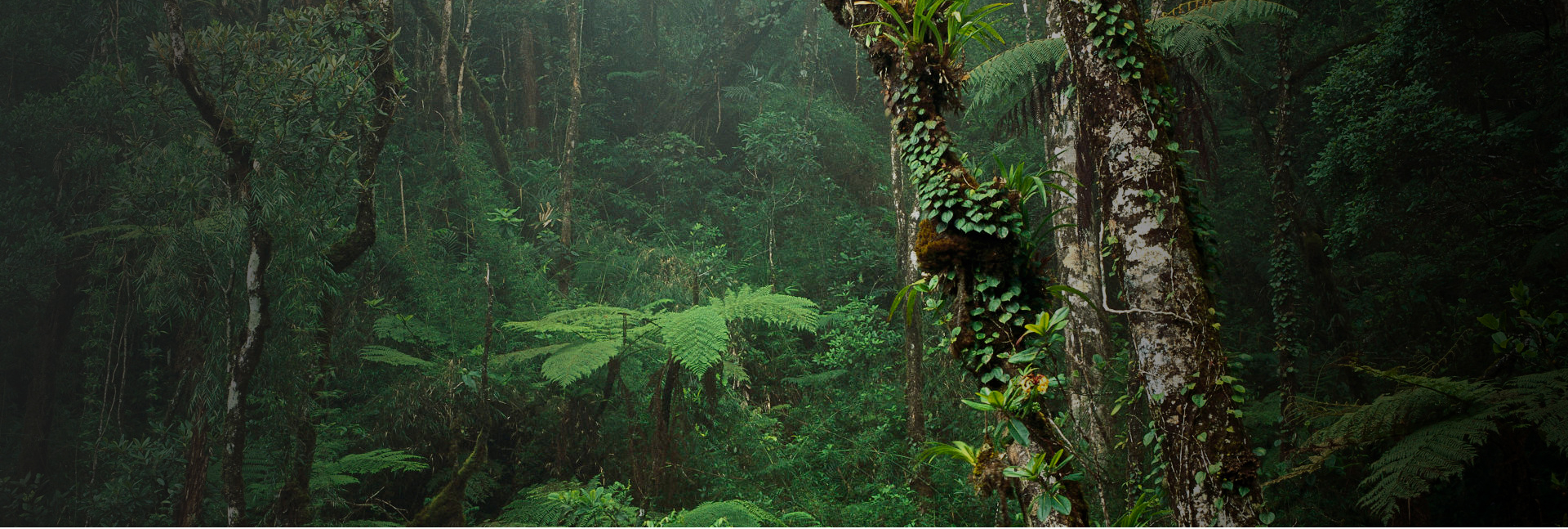 malaysia-rainforest_02
